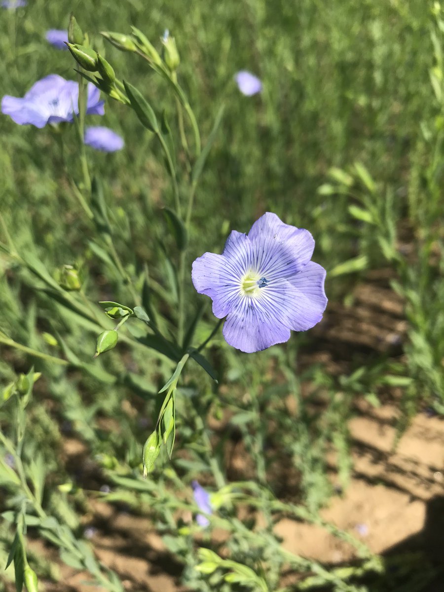 DaltonSeeds's tweet image. Always a pleasure inspecting this crop on a sunny morning. #Octal #Linseed