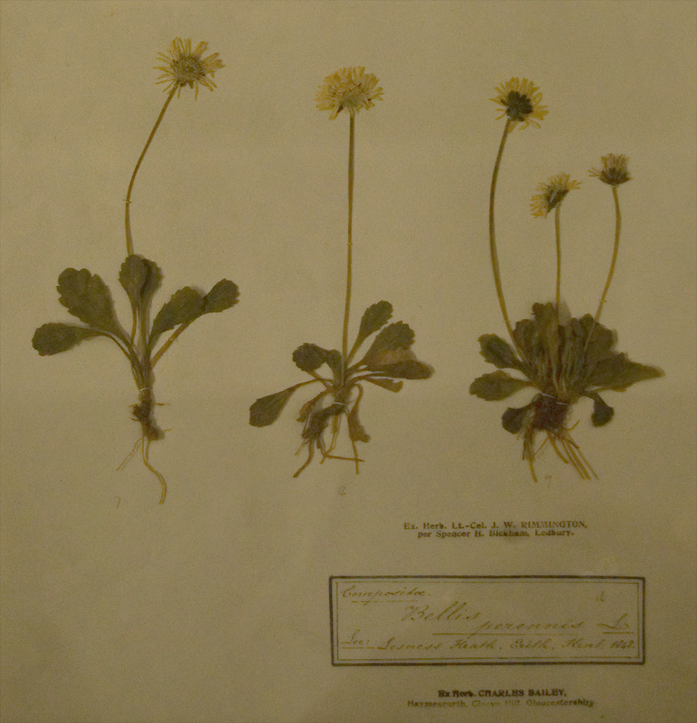 Turing made ground-breaking progress in 1952 on morphogenesis, which became a completely new field of mathematical biology. It was a mathematical explanation of how things grow