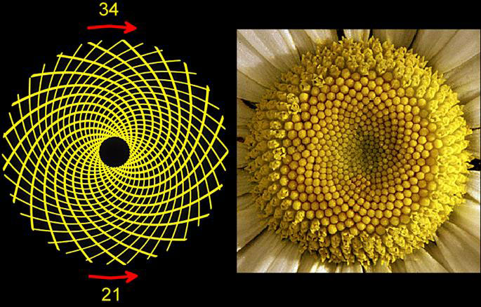 Turing made ground-breaking progress in 1952 on morphogenesis, which became a completely new field of mathematical biology. It was a mathematical explanation of how things grow