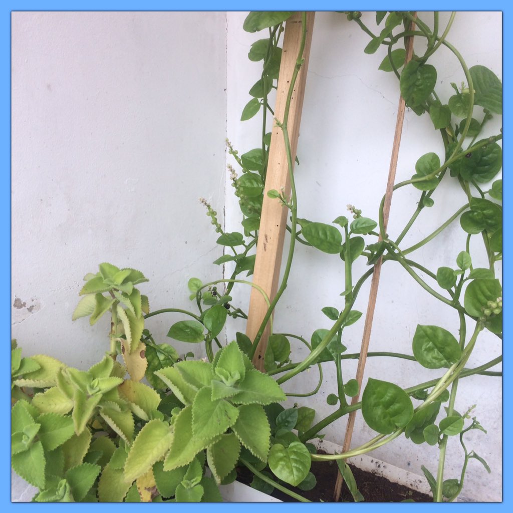 CEI Guasimos. Jugando, Creando y descubriendo. Plan Pedagógico de Prevención y Protección Cada Familia una Escuela. <a href="/clifpguasimos/">clifpguasimos</a> <a href="/guasimoscra/">Guásimos CRA</a> @cinicialtachira