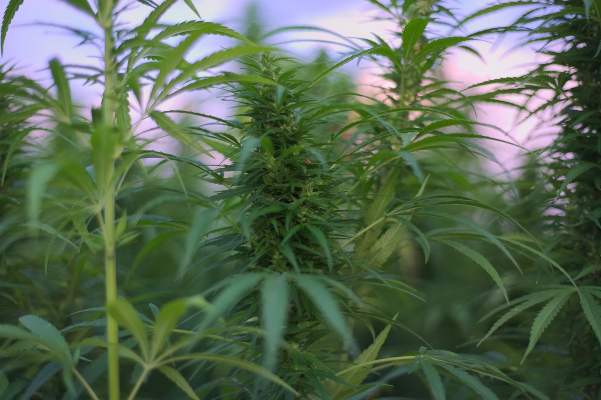 LoveThaGanja's tweet image. What Do you Need to Grow Weed
#homegrown #growingpot #weedseeds
ow.ly/V5Ky50AcfML