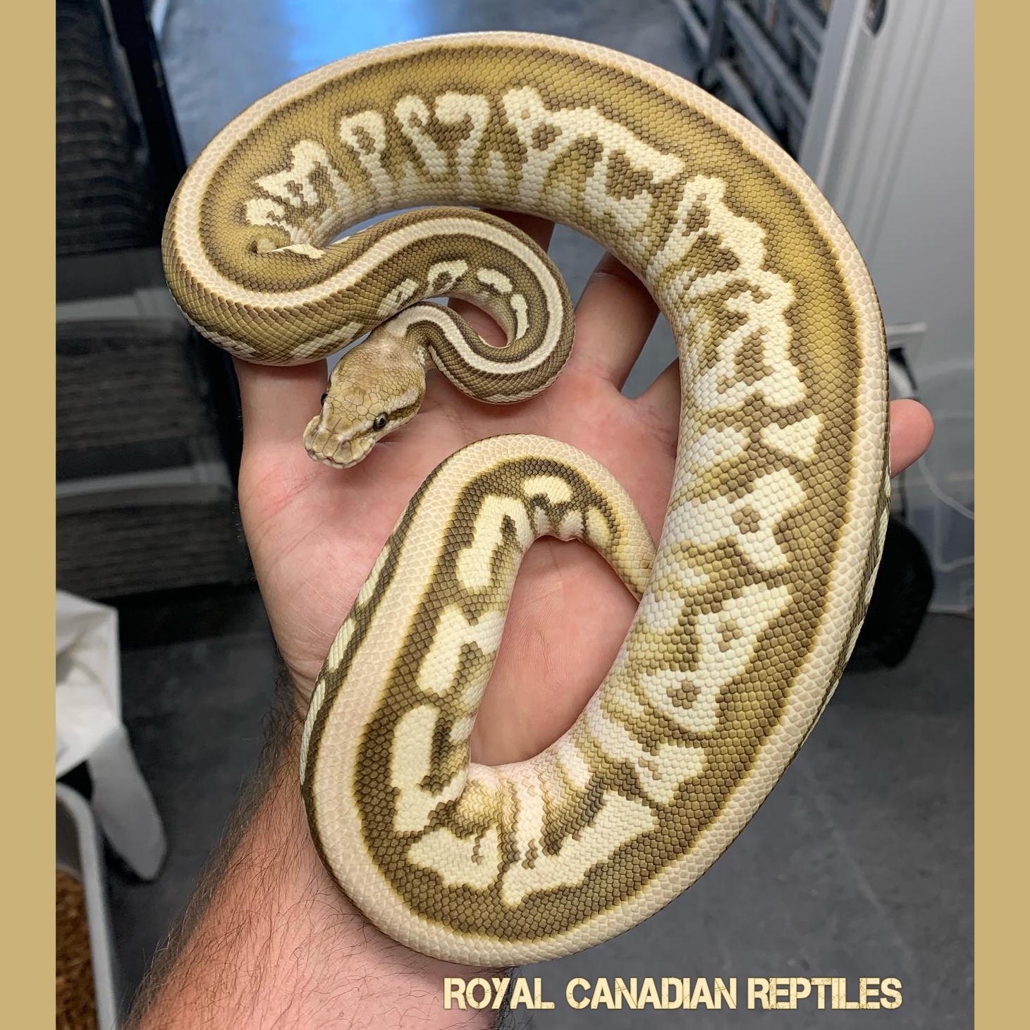Pastel Lesser Ball Python