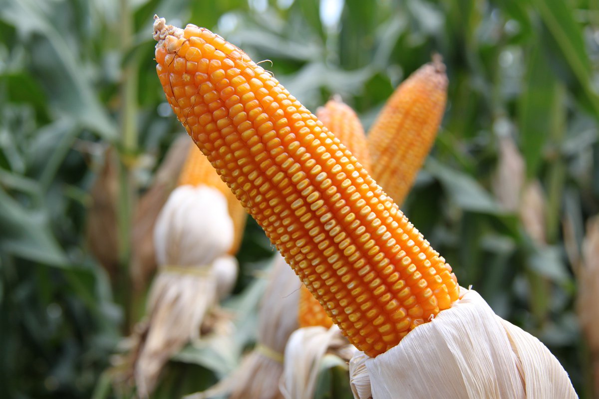 KnowSciencePH's tweet photo. Biotech corn #MON810 was modified for resistance to certain insect pests by inserting genes through particle bombardment. This technique uses a gene gun to propel the gene of interest into the plant. Read more: https://t.co/6GqhcOCmhS #KnowTheSciencePH https://t.co/0KRSQfvCgF