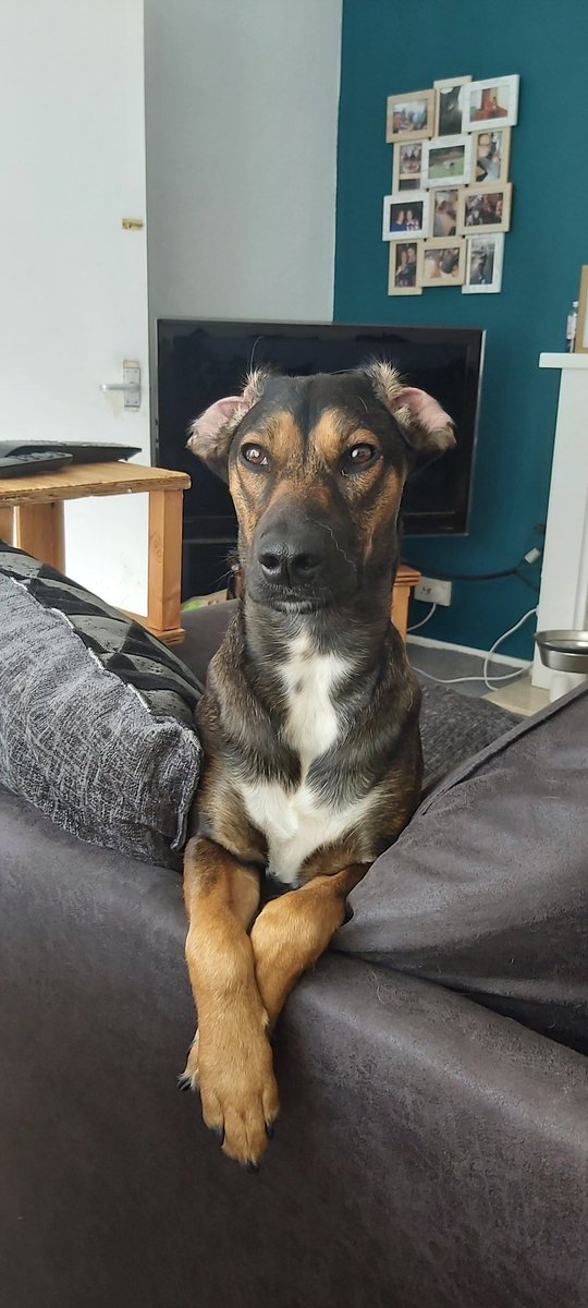 I think my manager at home is more stern than in the office 🤣 #workingfromhome