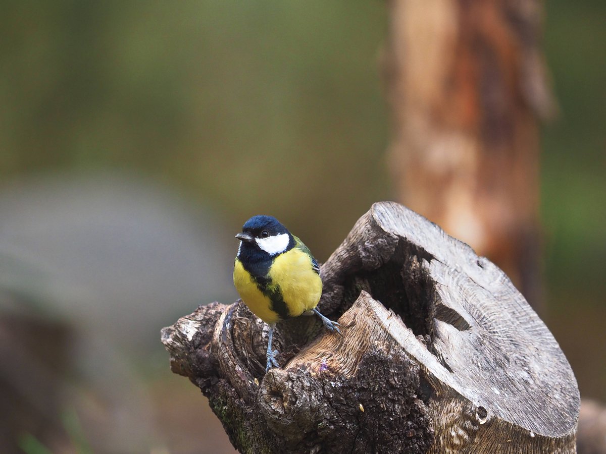 turismodeavila's tweet photo. Pasa un día en una reserva natural espectacular.
Si eres amante de la naturaleza, el birding, y realizar actividades al aire libre, la Reserva Natural Del Valle De Iruelas  no te decepcionará. https://t.co/XXL5GTgBgB  #ÁvilaTeToca @dipuavila #HaciendoProvincia @valledeiruelas https://t.co/ikoE8vhc3n