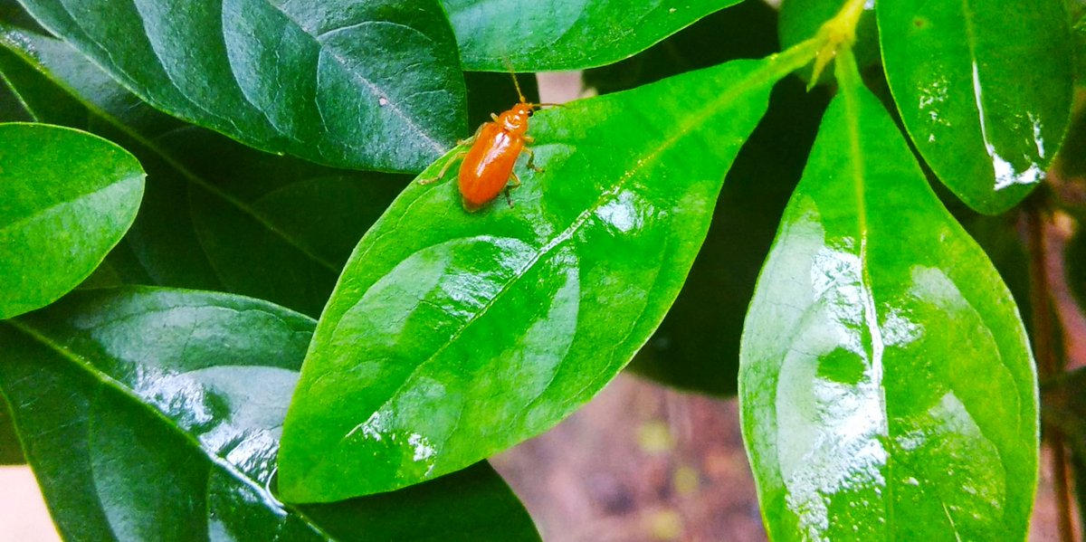 #JewelBug  #redpest 

   #macrophotography #Macroinsect