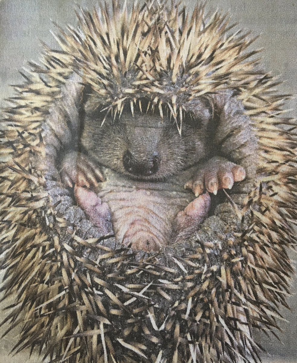 Carol Challis tweet media