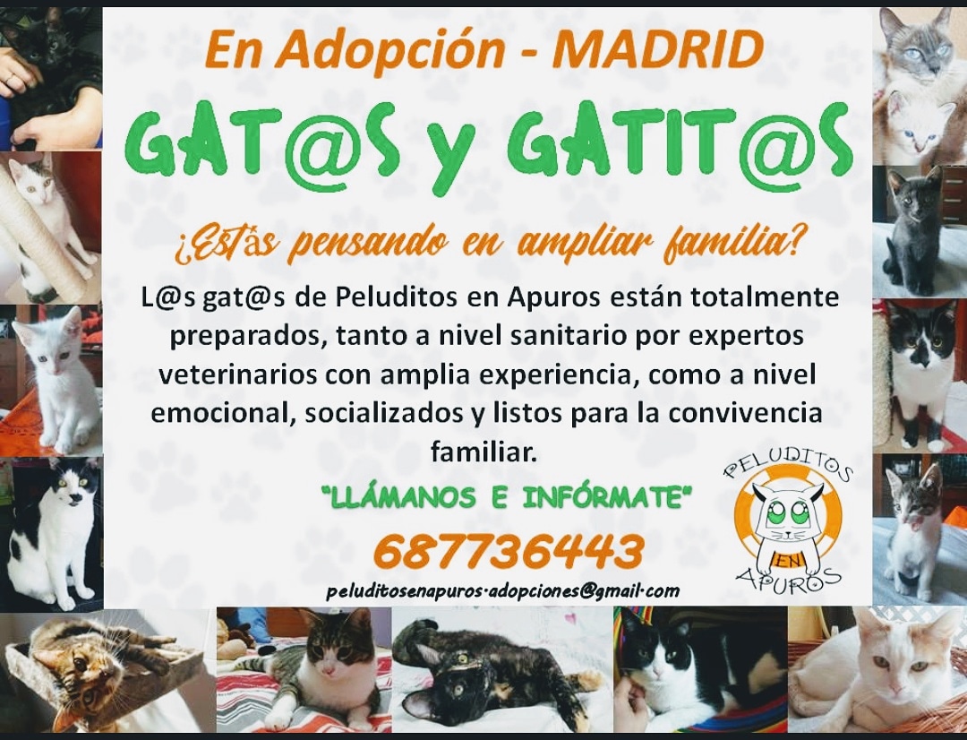 Si estás pensando en ampliar la familia llámanos e infórmate.
#ponungatoentuvida #omuchos #AdopcionResponsable #adoptanocompres #adopcion #Madrid #mininos