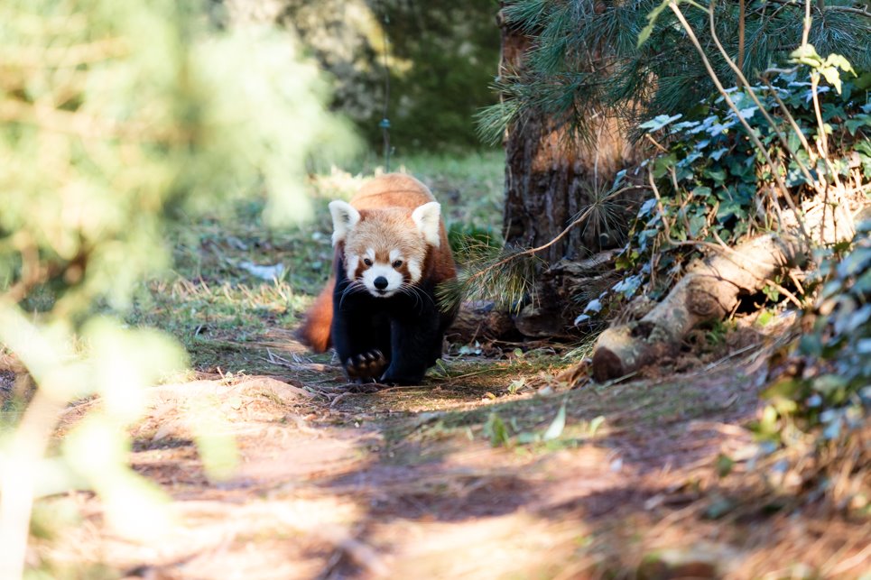 PaigntonZoo's tweet image. 📣RE-OPENING ANNOUNCEMENT📣

We're delighted to announce that Paignton Zoo will be officially re-opening on Monday 6th July!

As a thank you for their ongoing support, the first two days (Monday 6th and Tuesday 7th July) will be reserved for our Annual Pass holders only. (1/3)