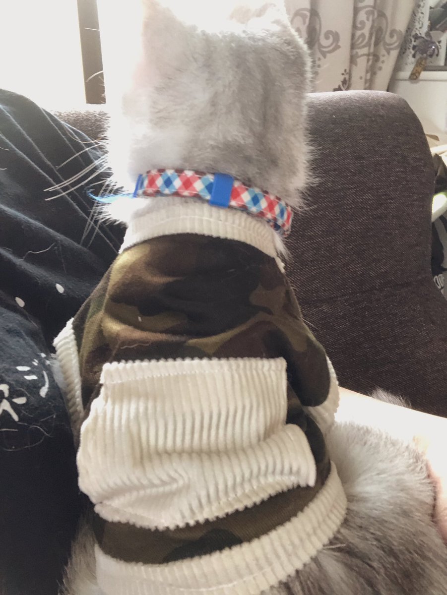 いちごjam 親バカ ぴーとオソロでフーちゃんの服作ったがなかなかうまくいかなくてこれ3回目 型ないからぴーのより小さく作ってるけどちょっと小さくなっちゃう またがんばる フーちゃん 猫の服 猫がいる幸せ 猫のいる暮らし 猫のいる生活 猫好き