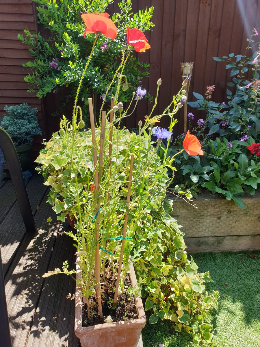 The #beebombs given out at King's CACTUS course are finally blooming! Hopefully something similar is happening with any POCUS skills I might have picked up

#CACTUS2020  #POCUS  <a href="/bogster77/">bogdana</a>