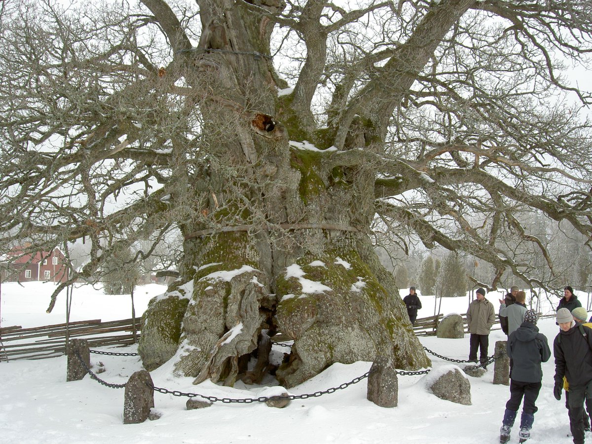 NicklasJansson3's tweet photo. On a hot thuesday like this we can enjoy a picture from a cold winter day, of the largest tree in Sweden - The Rumskulla oak. Over 14m in circumference. Unfortunately very near to death. #thicktrunktuesday https://t.co/qYis28VsAs