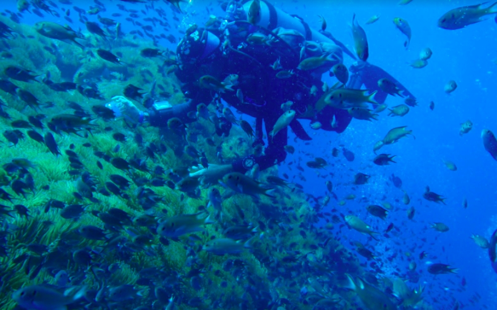 #thingstodo Scuba dive Daytrip to Koh Tao