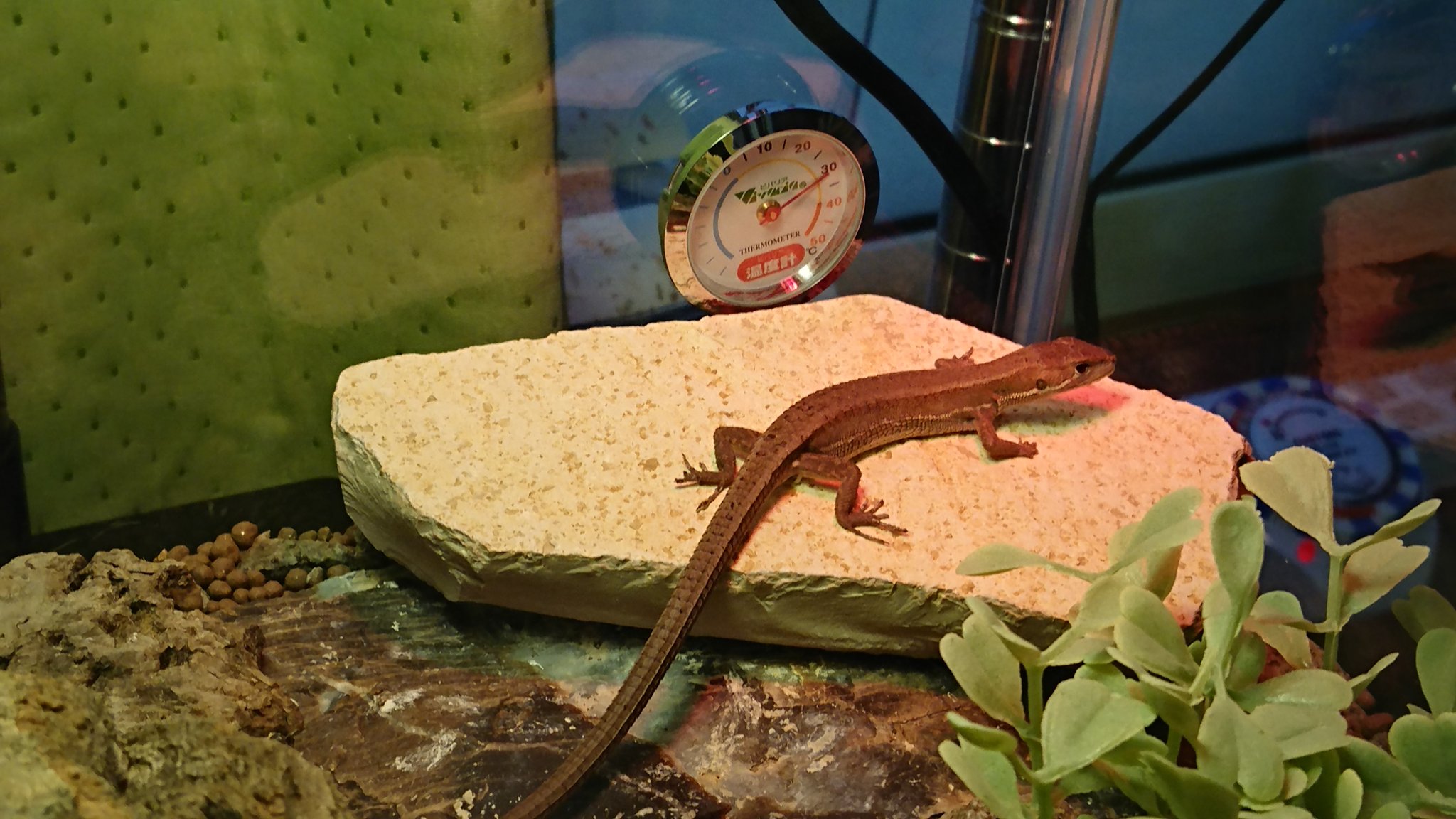 カナヘビのカナちゃんとかよ 3枚目虫画像注意 クールな目でこちらを見つめるカナちゃん 新しい岩で暖まってくれたカナちゃん しっかり捕食できたカナちゃん う む 天才 可愛すぎる カナヘビ ニホンカナヘビ カナヘビのカナちゃんとかよ 3枚目虫画像注意 クールな目でこちらを見つめるカナちゃん 新しい岩で暖まってくれたカナちゃん しっかり捕食できたカナちゃん う む 天才 可愛すぎる カナヘビ ニホンカナヘビ