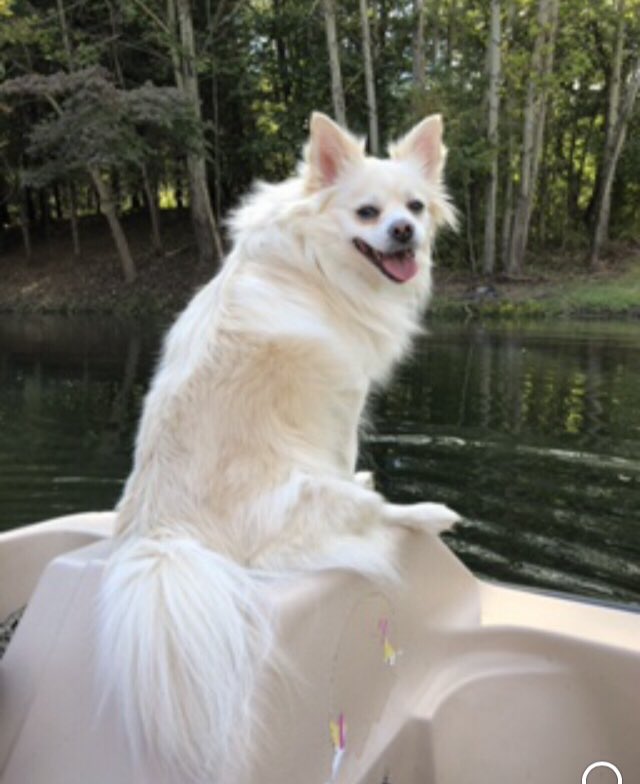 Poserpup's tweet photo. Happy #TongueOutTuesday everypawdy! 😛 #TOT #TuesdayVibes  💙#floatingtherapy   💦 #AdoptDontShop  💕 https://t.co/vVfEnHbkxb