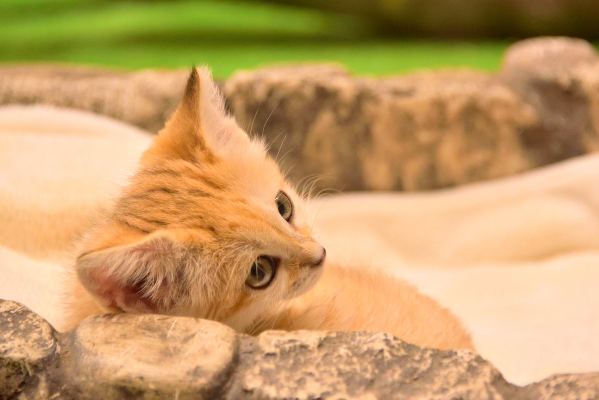 スナネコの赤ちゃん の感情分析 Nyakone
