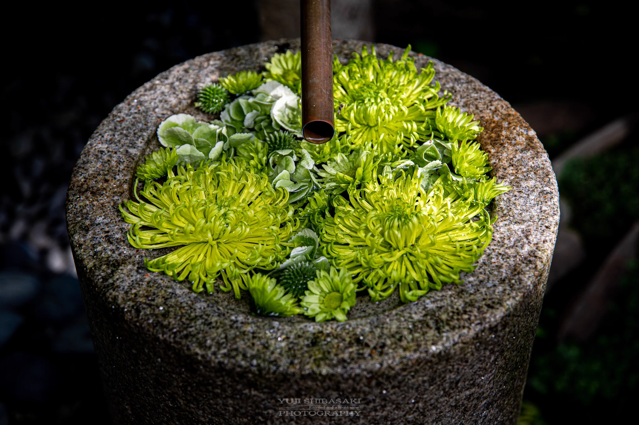埼玉にもあった！「花手水」行田八幡神社の美しい花たち！