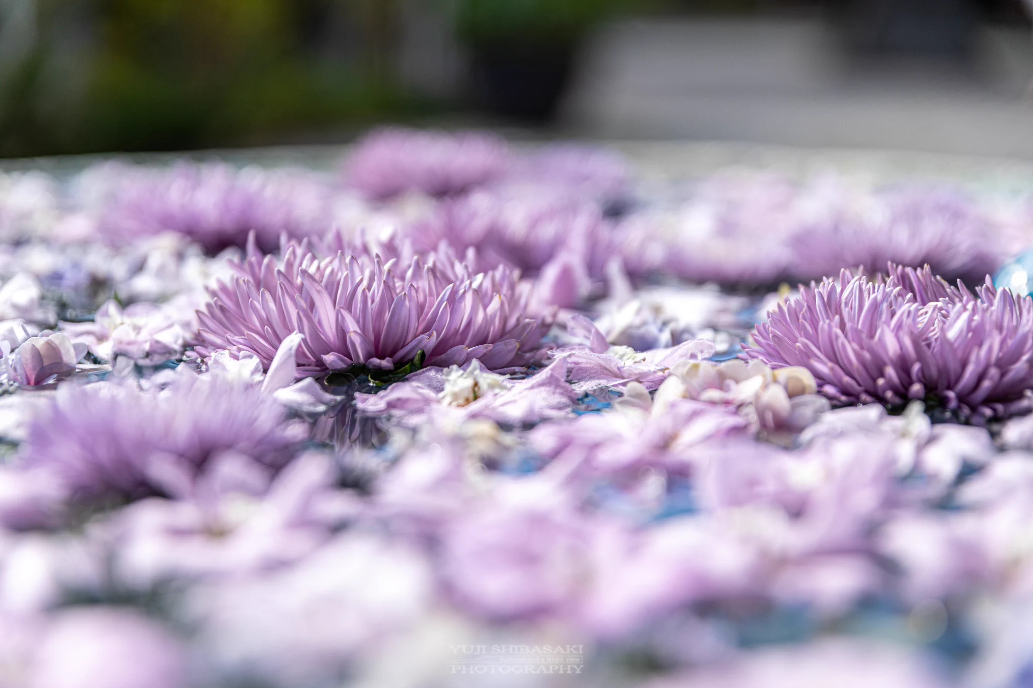 埼玉にもあった！「花手水」行田八幡神社の美しい花たち！