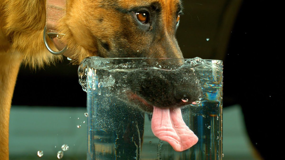 BarkBustersGA's tweet photo. TODAY, 23 June, is #NationalHydrationDay 

Most #Dogs need about an ounce of fluids per pound of body weight per day, so a 10-pound dog needs a bit over a cup of clean water daily

#tuesdayvibes #TuesdayMotivation #BarkBustersGA #HomeDogTraining #PetSafety #PetHealth https://t.co/c9fBcibEO0