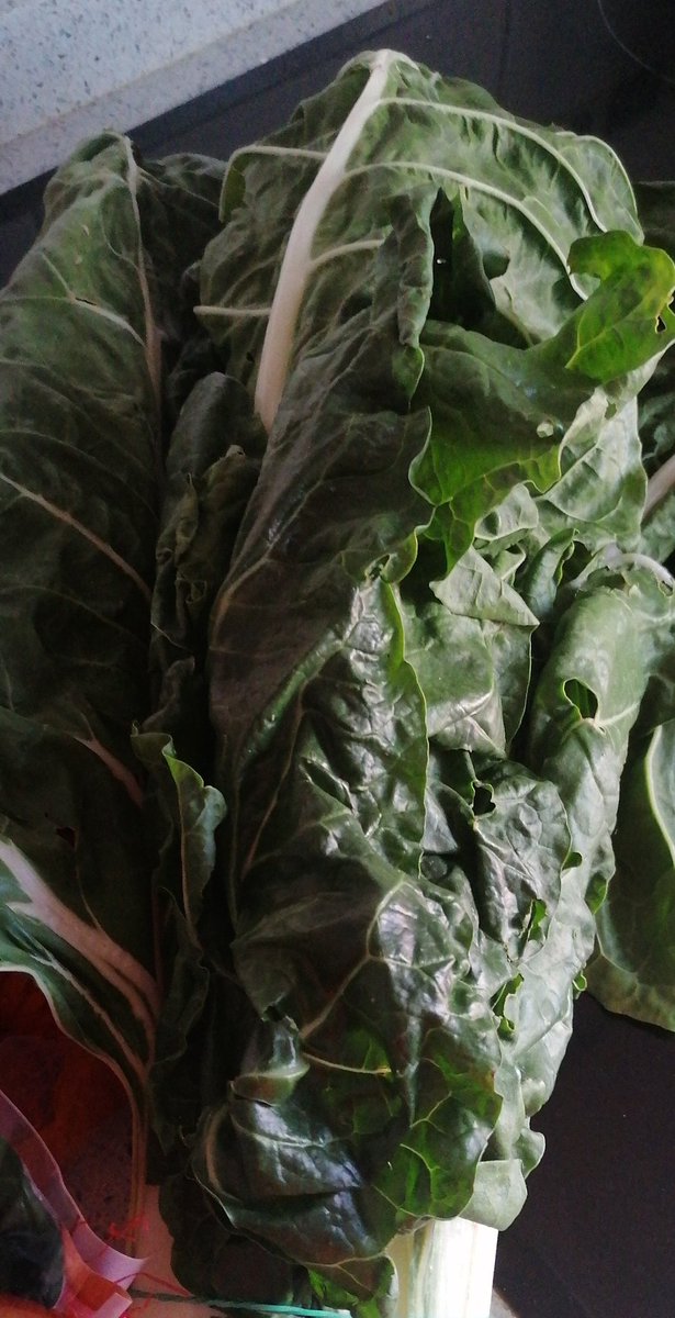 RafaelIglesiasB's tweet photo. Hoy tocan acelgas by @Delahuertadesa2.  Seguimos entrenando bien y sobre todo cuidando mucho los detalles nutricionales. https://t.co/bFvEuXbrJz