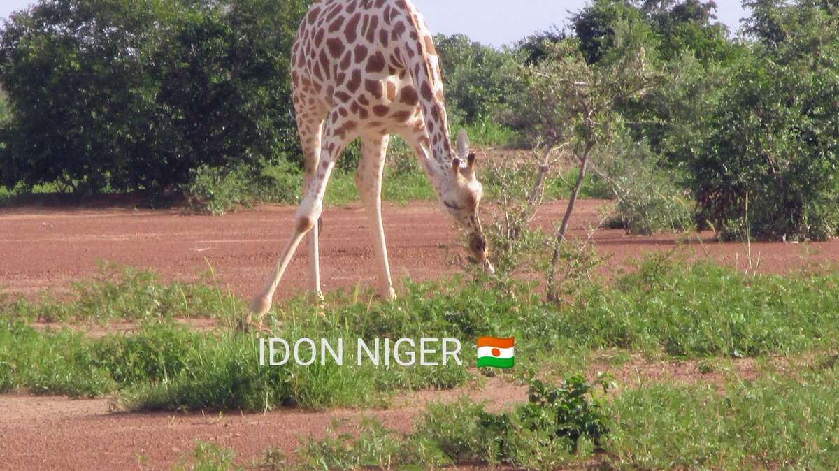 IdonNiger's tweet photo. Spécial fête de la Girafe 🦒. Envoyez nous vos plus belles photos avec les girafes du Niger 🇳🇪, nous nous ferons un plaisir de les partager sur notre page. N'oubliez pas d'utiliser les #WorldGiraffeDay2020 #SaveGiraffe #LeNigerEnUnClic https://t.co/9fcqwh5Laq