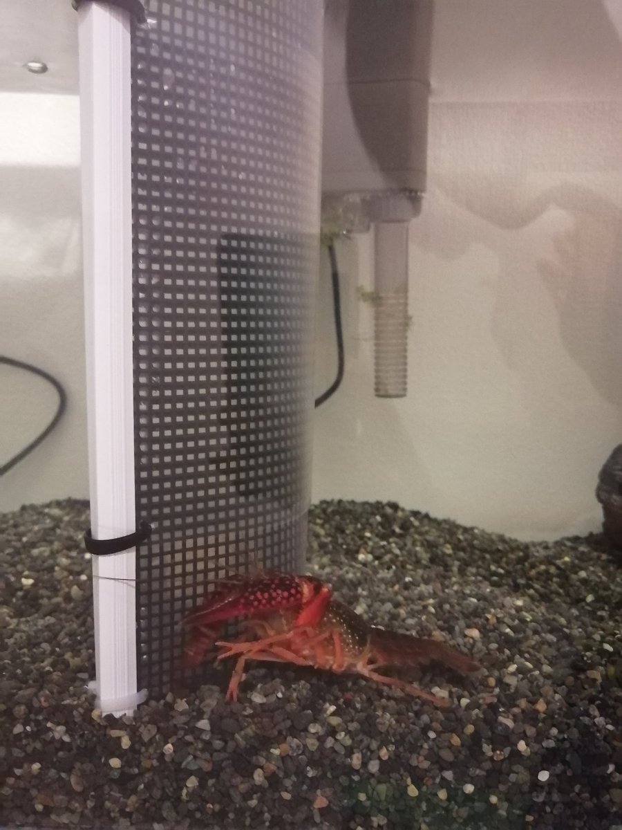 ザリガニ大好き ザリ子 M53566127 Twitter