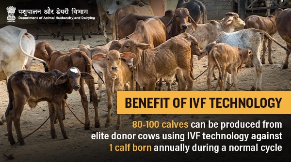 #IVF is an advanced reproductive technology used in #CattleBreeding for the production of more embryos from an elite cow. It helps farmers by improving pregnancy rates in #cattle and maximizing the genetic potential of elite donor females.
#AnimalWealth #Innovation