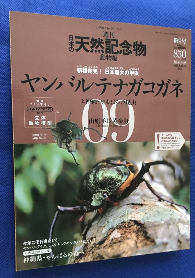 カブトムシとクワガタ 日本に昔からいたの 古い存在なら 文化史 に登場するの遅くない あでりさんの疑問に様々な反響 4ページ目 Togetter