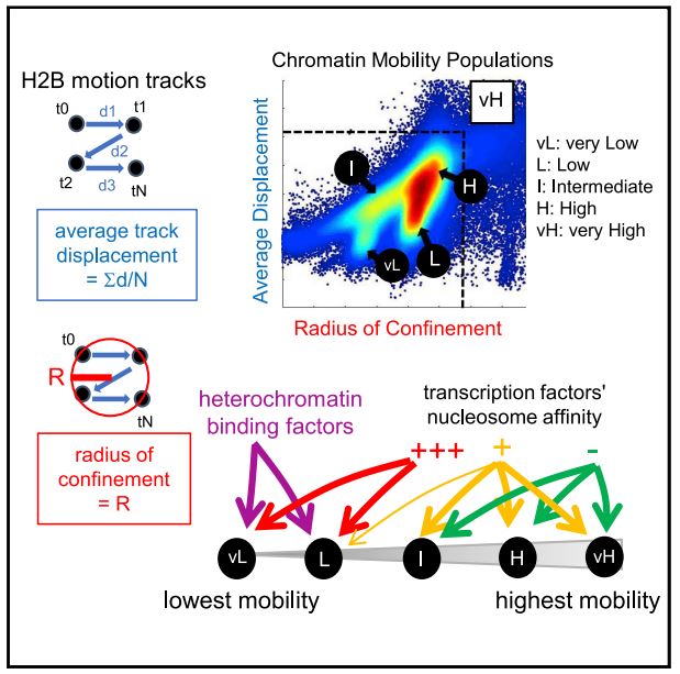 Jon Lerner (@lernerjona) on Twitter photo We are very pleased to share our work just published in <a href="/MolecularCell/">Molecular Cell</a> , a fruitful collaboration between the Zaret Lab (needs a twitter account :)) <a href="/IRM_UPenn/">Institute for Regenerative Medicine</a> @Melike_Lak Lab <a href="/PennCDB/">UPenn CDB</a>, P. Gomez-Garcia (ICFO/CRG Barcelona) and J. Liu <a href="/HHMIJanelia/">HHMI | Janelia</a>.
doi.org/10.1016/j.molc… We are very pleased to share our work just published in <a href="/MolecularCell/">Molecular Cell</a> , a fruitful collaboration between the Zaret Lab (needs a twitter account :)) <a href="/IRM_UPenn/">Institute for Regenerative Medicine</a> @Melike_Lak Lab <a href="/PennCDB/">UPenn CDB</a>, P. Gomez-Garcia (ICFO/CRG Barcelona) and J. Liu <a href="/HHMIJanelia/">HHMI | Janelia</a>.
doi.org/10.1016/j.molc…