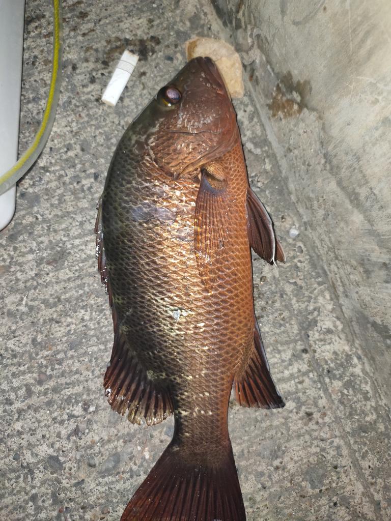 AlSumatrany's tweet image. Ikan idaman pemancing
#fishing #pemancing #fish #ikan #mancingmania #mancingikan #komunitaspemancing #sahabatmancing #nelayan