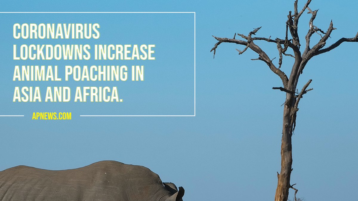 revpro_'s tweet photo. The lockdown has minimized animal habitat protection and has increased unemployment rate. This has enhanced poaching avenues as people choose unethical ways to address their lack of financial capacity
-
Photo by Frans Van Heerden from Pexels. •
#poaching #wildlifeconservation https://t.co/viWzpJxH0v