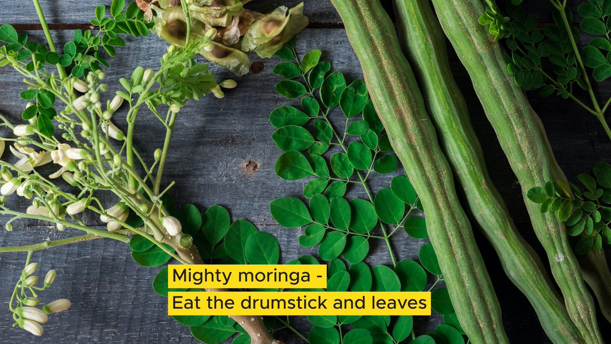 WeAreCSAW's tweet image. This goal of this newsletter has always been to empower people to eat right for their wellness; to “pay the farmer not the pharmacy”. 

Today, we explore @KuliKuliFoods, a California-based food company and how they are changing lives with #moringa. More at bit.ly/2YpPk2Z