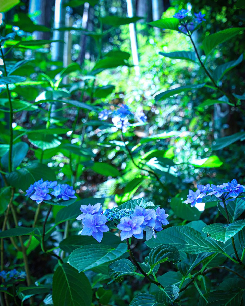 camera1119_mmm's tweet photo. 暗い紫陽花も良い🌱

【場所】#極楽寺　#あじさい寺 

#Canoneos9000d
#一眼レフ 
#ファインダー越しの私の世界 
#カメラ好きな人と繋がりたい 
#カメラのある生活 
#カメラ練習中
#風景写真
#紫陽花 #あじさい https://t.co/E421K7wS4A