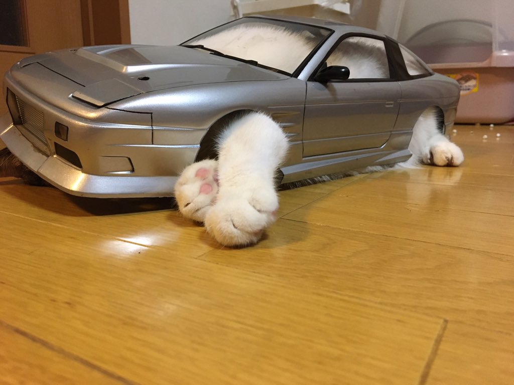 darayama180's tweet photo. これぞ猫足 https://t.co/NXqR5iA6V0