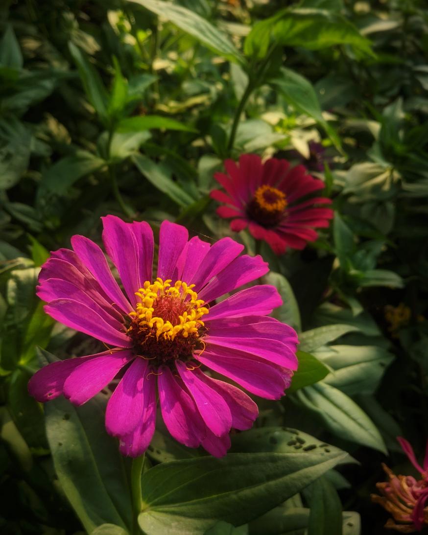 #sunkissed 
#sunkissedflowers
#beautiful
#blooooms 
#floralphotography
#nature 
#planetearth
#roamtheplanet 
#splendid_earth
#theworldshotz 
#majestic_earth 
#NaturePhotography
#nature
#yourshotphotographer 
#NewDelhi 
#photography 
#photooftheday
#igersnature
#IncredibleIndia