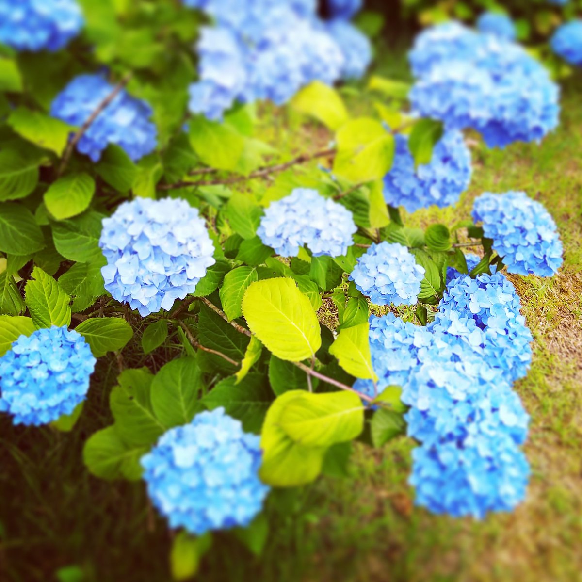 Gatchan アトリエバンド あじさいの揺れる6月の朝 新しい家族が生まれました この歌を書いてから 紫陽花 を見ると可愛く思えます そして 神戸市民の花 が紫陽花ということを知り 何か運命的なものを感じました 笑 あじさい 紫陽花 六甲山