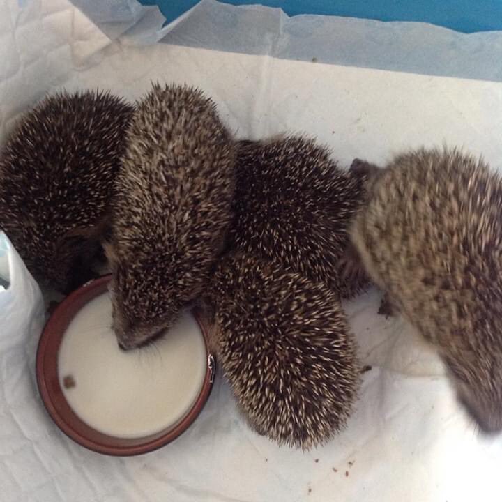 WHedgehogs's tweet photo. These are some of our babies ,we had eleven admissions yesterday and so far Two babies today .Hope you enjoy https://t.co/iOHdDZGGIc