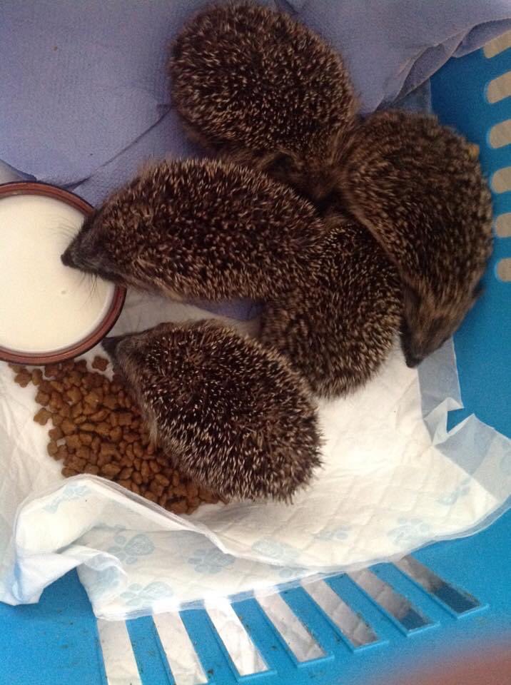 WHedgehogs's tweet photo. Dear All ,Please can I kindly ask you to ring the mobile number and not the home phone ,I am here ,but due to so many needing my care each call ,i have to stand and leave my babies .Later today i will post Teaching on Sarcoptic mange and foot injurys ,fox attacks .In the meantime https://t.co/vDzzbaj8CB