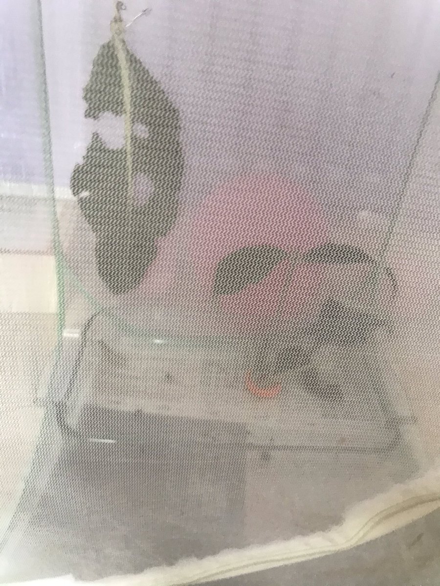 ZoologyRuth's tweet photo. Alfred a king so I got him a castle too match 😂❤️🐛🏰 #caterpillar #portrait #castle #flightcage #moth https://t.co/uTgWqsUbMF