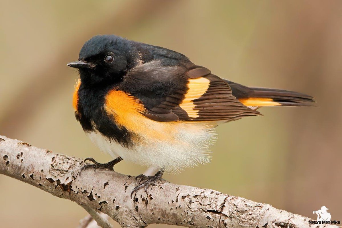 NatureManMike's tweet photo. American Redstart
#warbler #birdphotography #bird_captures #your_best_birds #warblercrazy #americanredstart #eye_spy_birds #allmightybirds #feather_perfection #birdsofinstagram #planetbirds #ip_birds #emeraldnecklaceparks #audubontakeover #birds_illife #TwitterNatureCommunity https://t.co/SSN1EsVShH