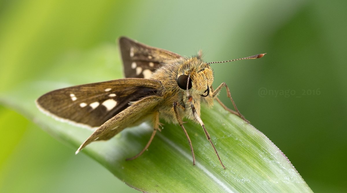 Nyago セセリチョウ さんってホント可愛い ぬいぐるみとか無いかしら ｗ イチモンジセセリ 蝶 チョウ Butterfly 虫 昆虫 Insect