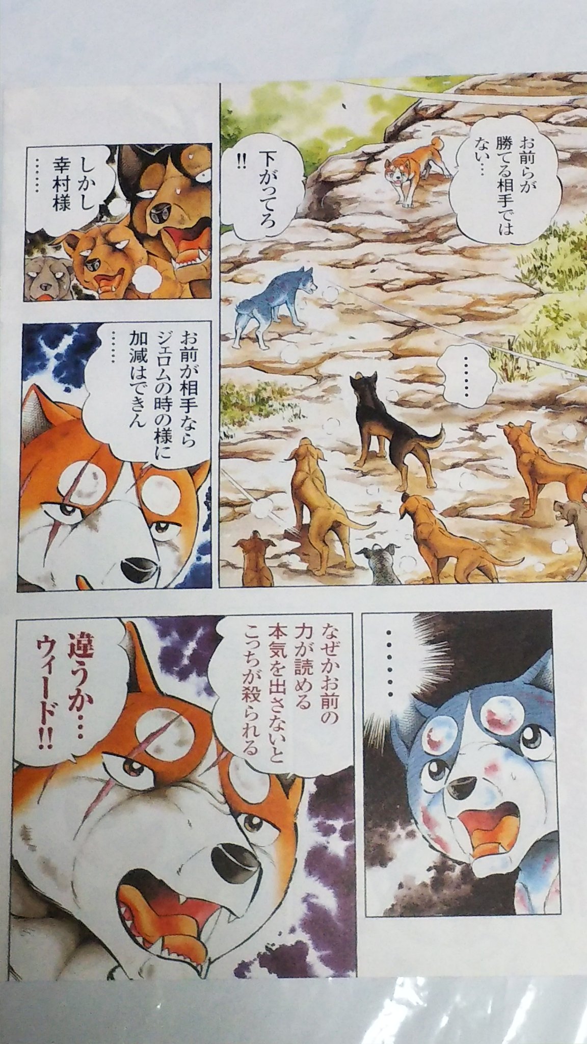 中原伸明 V Twitter 銀牙伝説weed 銀牙流れ星銀 銀牙 銀牙伝説weed 第266話の 巻頭カラーです ウィードの兄貴 幸村とついに 戦う事になるウィード 幸村を見てると リキを思い出すね 中原伸明 V Twitter 銀牙伝説weed 銀牙流れ星銀 銀牙 銀牙伝説weed 第266話の 巻頭カラーです ウィードの兄貴 幸村とついに 戦う事になるウィード 幸村を見てると リキを思い出すね