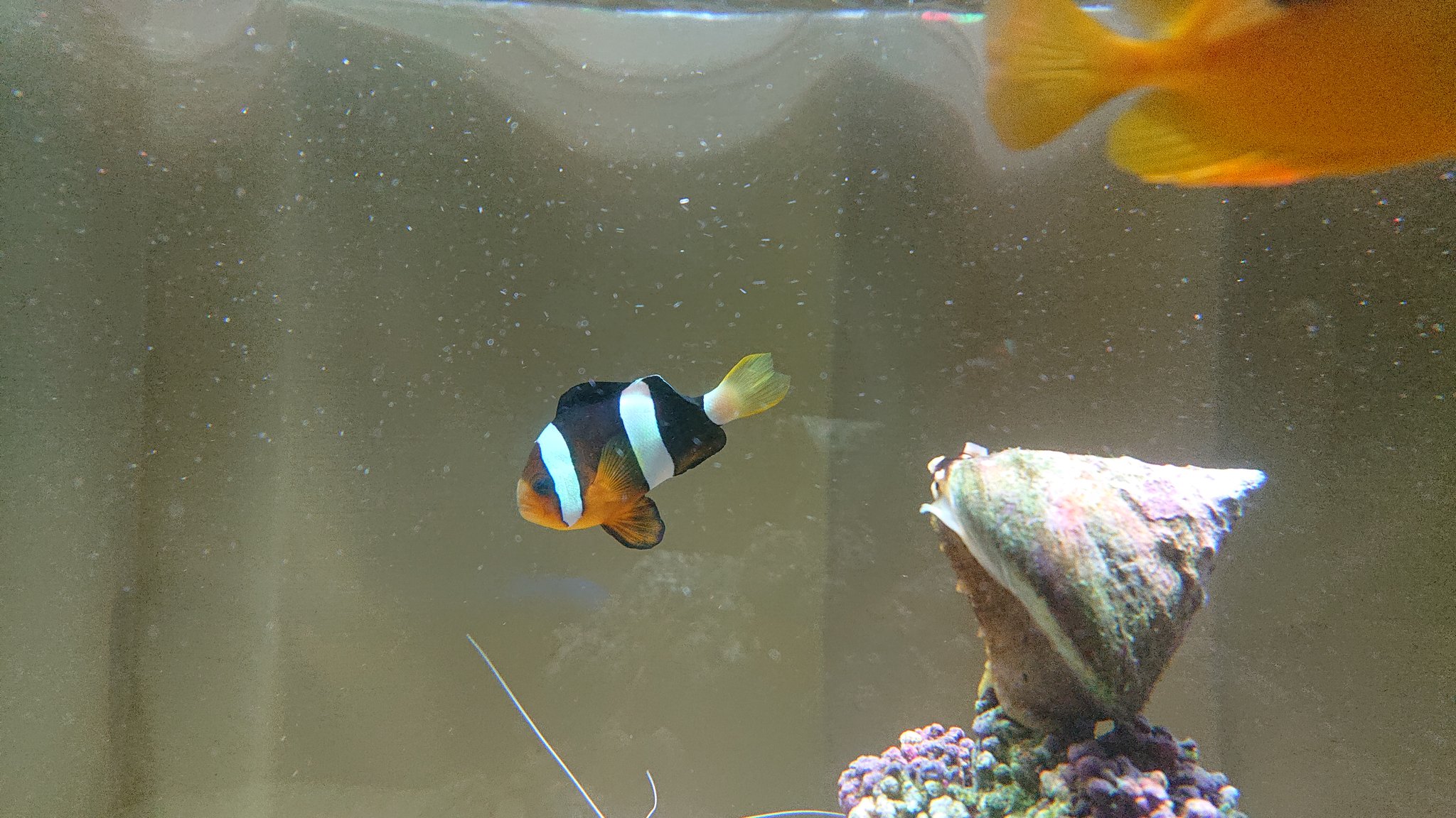 ちゃあ ハマクマノミとヒフキアイゴ マリンアクアリウム アクアリウム 海水魚水槽 海水魚 ハマクマノミ ヒフキアイゴ クマノミ T Co Hrrknlxwwt Twitter