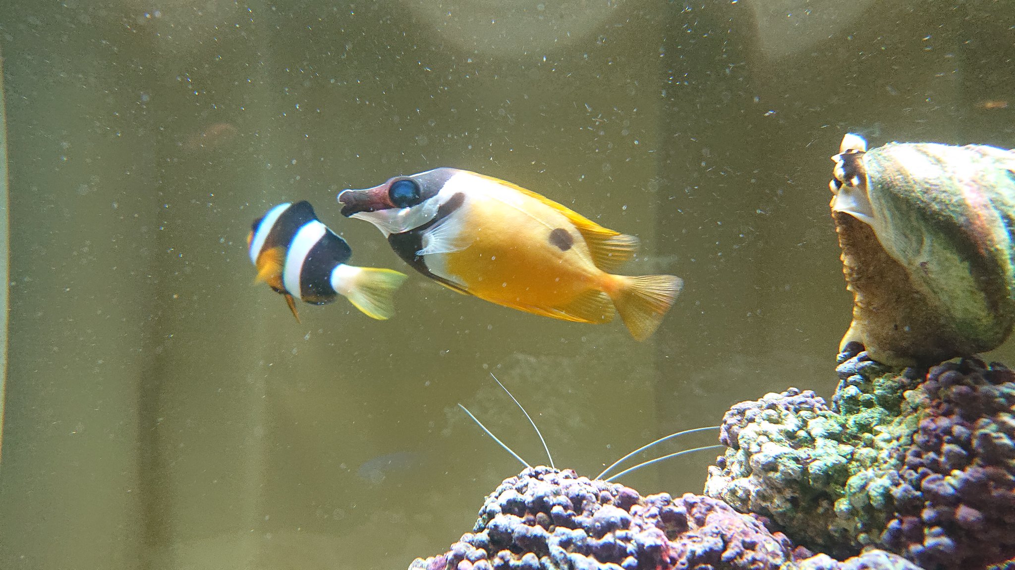 ちゃあ ハマクマノミとヒフキアイゴ マリンアクアリウム アクアリウム 海水魚水槽 海水魚 ハマクマノミ ヒフキアイゴ クマノミ T Co Hrrknlxwwt Twitter