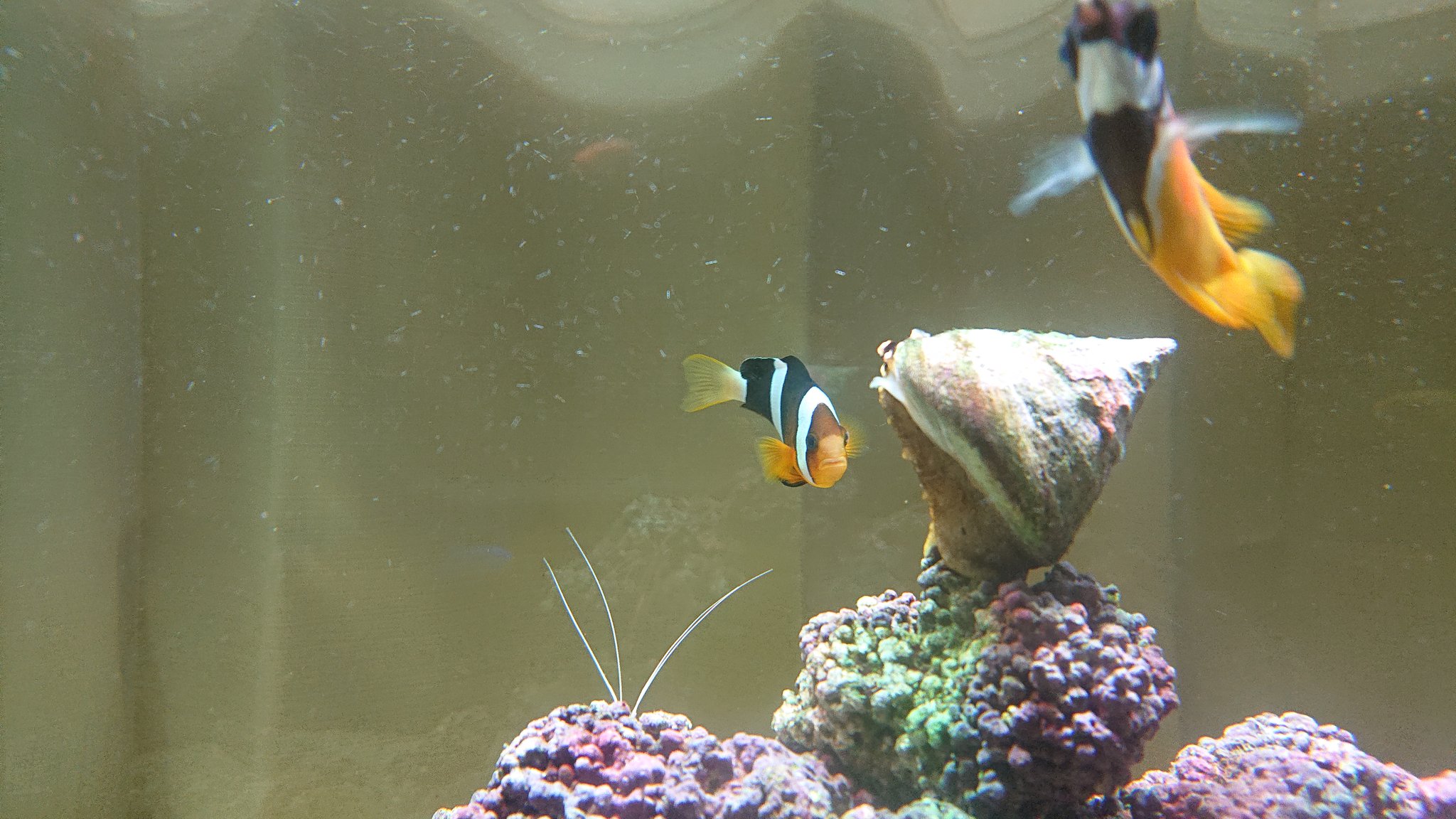 ちゃあ ハマクマノミとヒフキアイゴ マリンアクアリウム アクアリウム 海水魚水槽 海水魚 ハマクマノミ ヒフキアイゴ クマノミ T Co Hrrknlxwwt Twitter