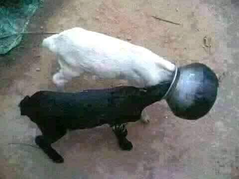 gbidigbidi's tweet photo. Greatness in one picture.
APC, PDP and Nigeria.

#legae 😁 #TuesdayThoughts https://t.co/Sv4nqW1Le8