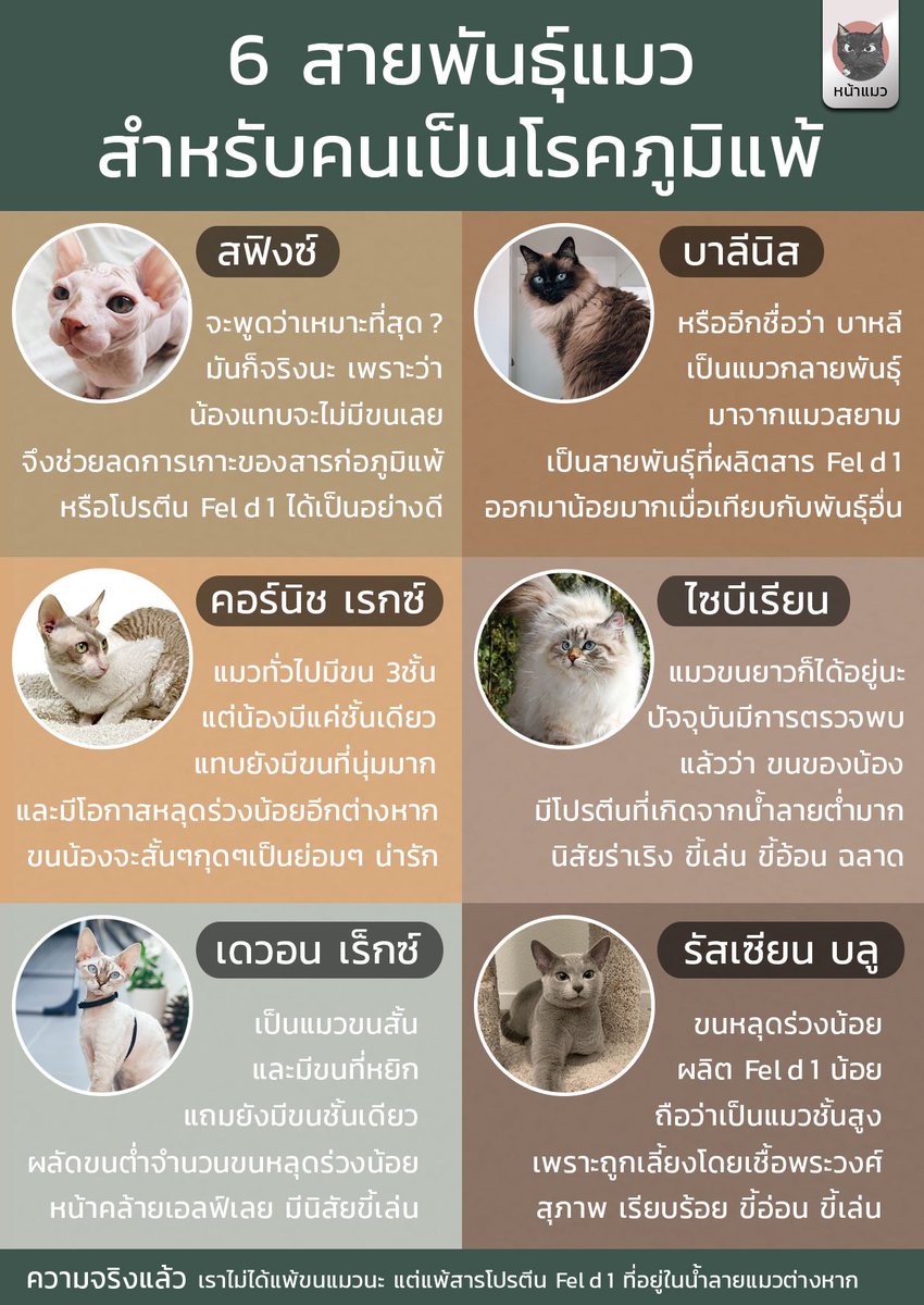 nhamaew's tweet photo. ตกลงเราแพ้อะไรกันแน่? 🤔
แล้วสายพันธุ์ไหนที่เหมาะกับเรา 🤗 ความจริงแล้วเราแพ้น้ำลายแมวที่มีส่วนผสมของโปรตีนที่ได้รับการพัฒนาอย่างต่อเนื่อง Fel d 1 ปะปนอยู่นั่นเอง อ่านเพิ่มเติมได้ที่ https://t.co/erum7atO8P #แมว #ทาสแมว #หน้าแมว https://t.co/QZpVtfNEWD