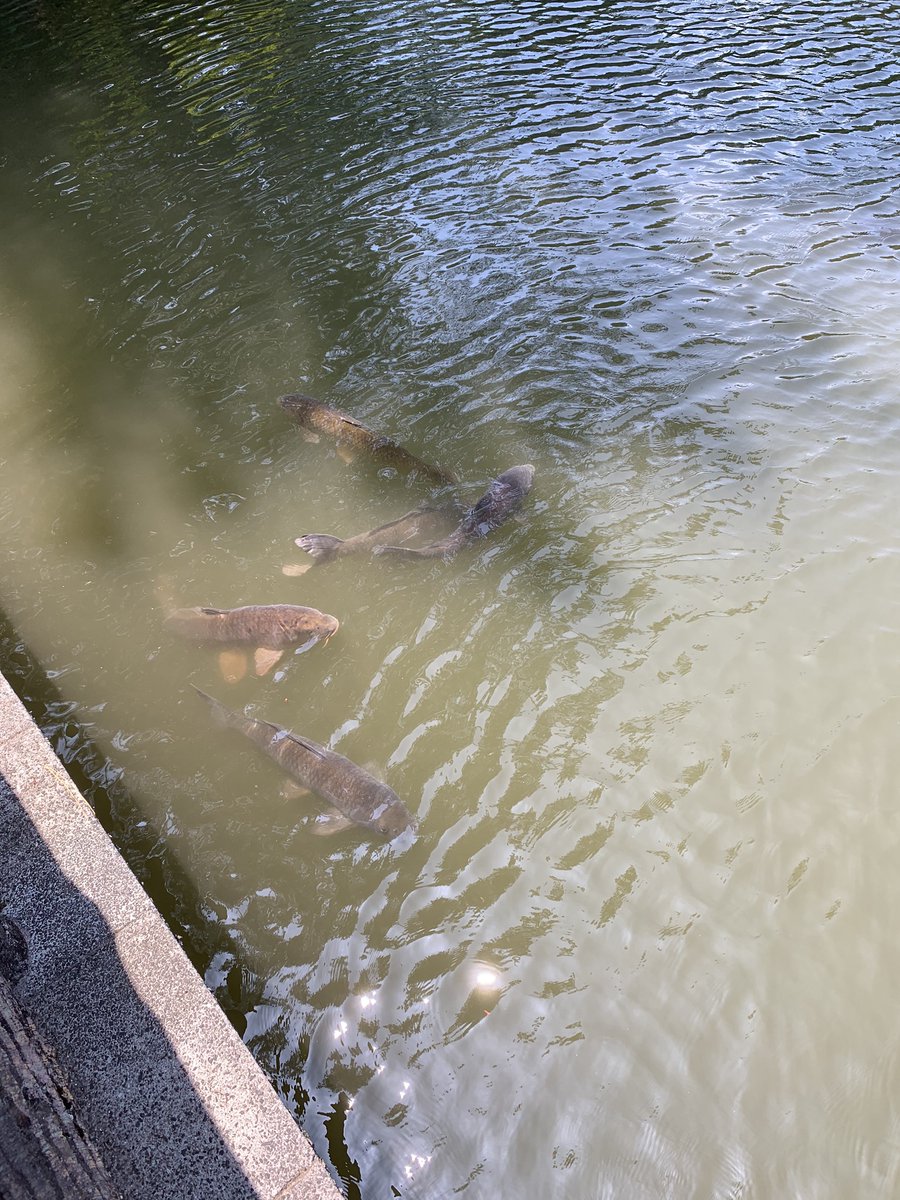 東京学芸大学 大泉寮 大泉寮の近くには 東京都立石神井公園があります ランニングやザリガニ釣りが可能 都会のオアシスを楽しめます 広報部長
