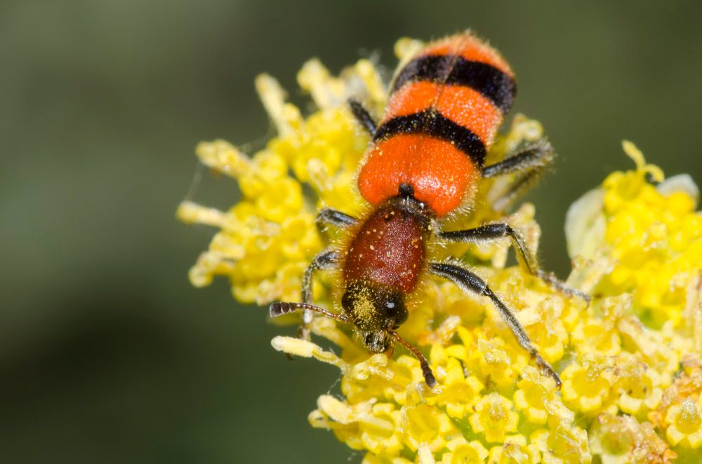 xercessociety's tweet image. When we think about #pollinators, the first to pop to mind are usually bees. But #pollinators are a much broader group of animals that includes #beetles. Learn more from Candace Fallon about the importance of beetles as pollinators. buff.ly/37HWJ0G #pollinatorweek
