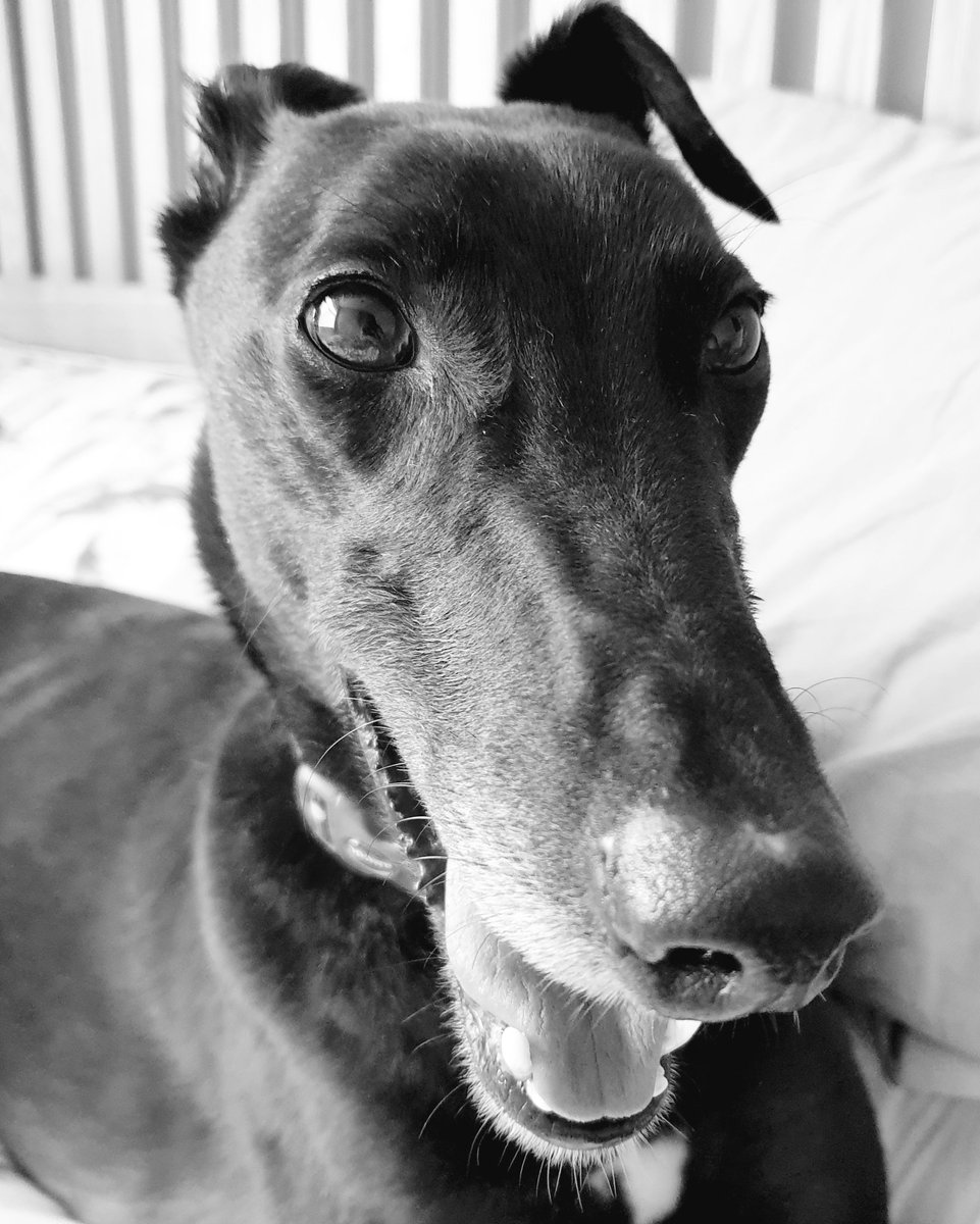 helen_lou79's tweet photo. In amongst all the recent negativity in the world, we did some good, we saved a life. Welcome home Ginny. #rescue #rescuedog #newlife #foreverhome #welcomeginny https://t.co/OvgIhm4htC